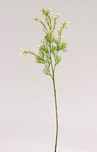 Солидастер 76см