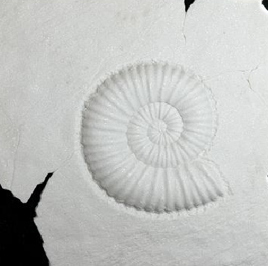 Декоративное панно "Ракушки"  40х40см