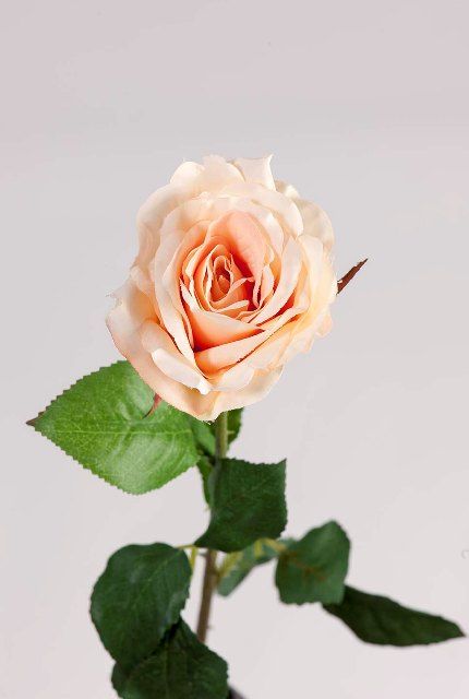 картинка Роза персиковая 52см Роза персиковая 52см