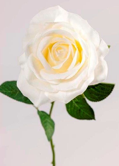 Роза кремовая 50см