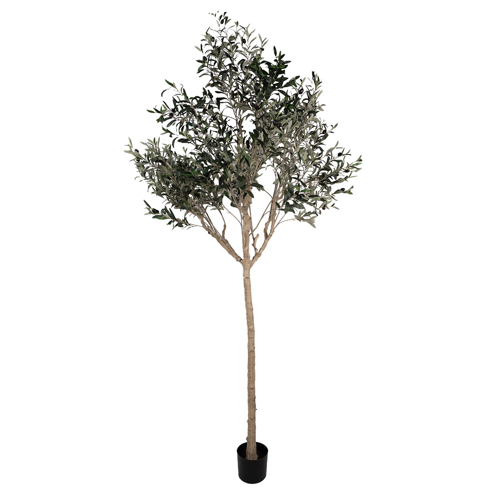 Олива дерево гигант 120x80x240см